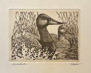 "Canvasbacks""