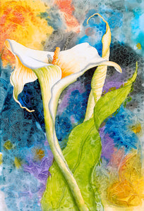 "Calla Cosmos"