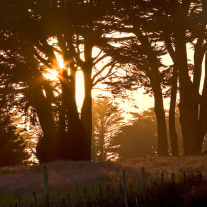 "Cypress Sunset"