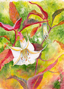 "Datura Enchantment"