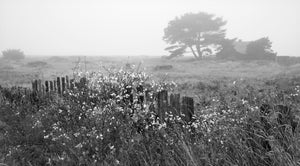 "Fence & House in Fog"