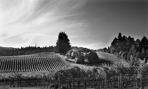 "Goldeneye Vineyard"