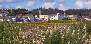 "Main Street & Wild Lupines"