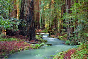 "Montgomery Woods"