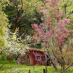 "Old Homestead"