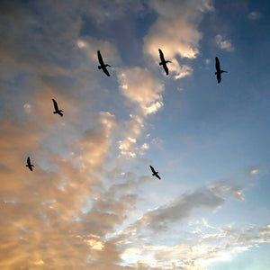 "Pelicans Flying Home"