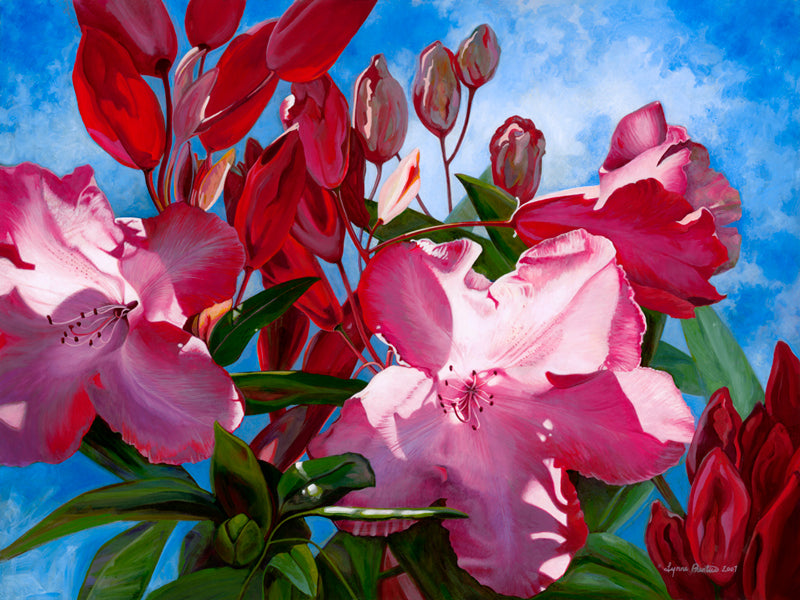 Red Rhododendrons | Lynne Prentice | Artist | Prentice Gallery