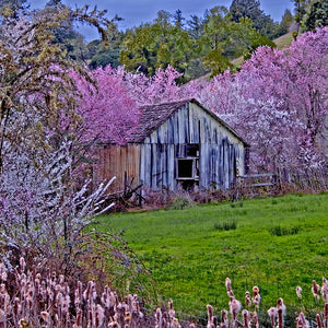 "Twilight and Blossoms"